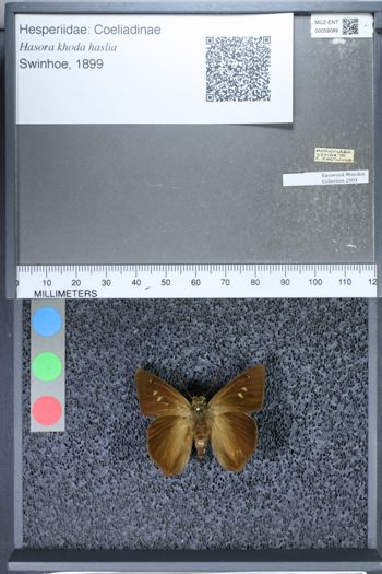Media type: image;   Entomology 59089
